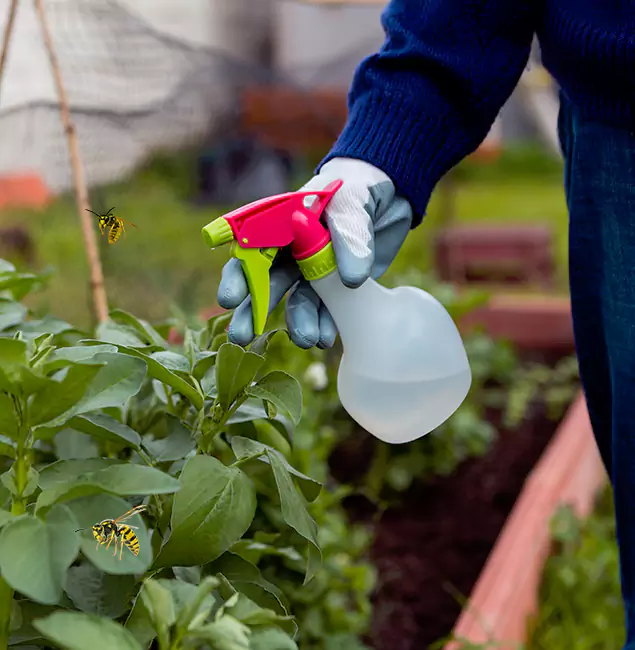 Why Hamburg Homeowners Choose Hamburg Pest Control Pro for Honey Bee Removal?