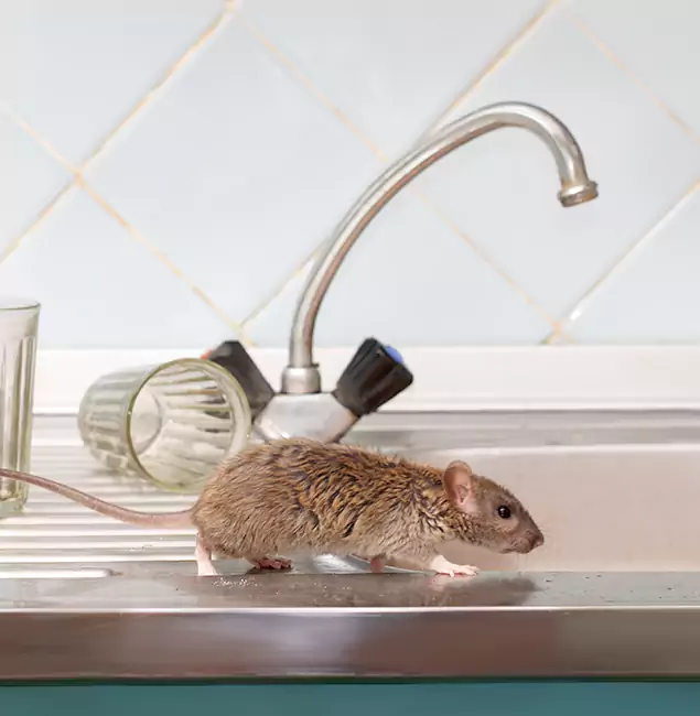 Why Hamburg, MI Trusts Hamburg Pest Control Pro for Humane Rodent Control?
