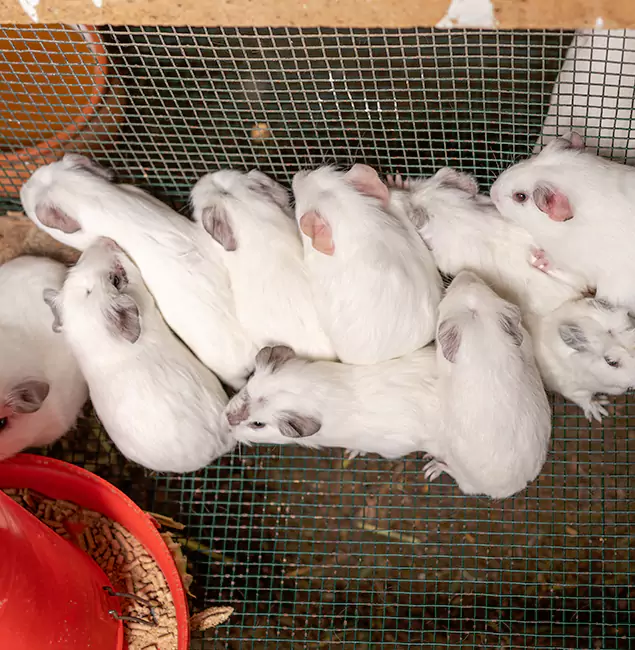 Why Hamburg Pest Control Pro Is the Trusted Choice in Hamburg, MI?