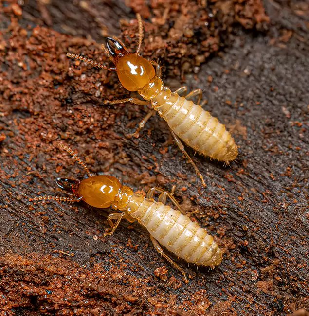 Why Choose Hamburg Pest Control Pro for Termite Treatment Without Tenting in Hamburg, MI?