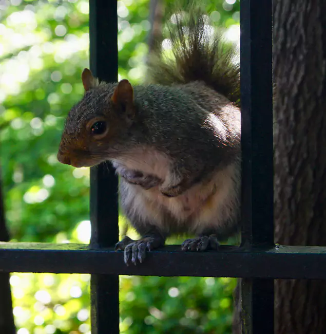 Why Hamburg, MI Chooses Hamburg Pest Control Pro for Squirrel Removal?
