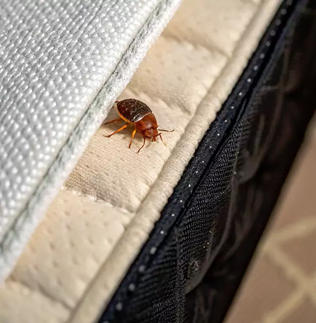 Why Hamburg Homeowners Trust Hamburg Pest Control Pro for Tick Treatment?