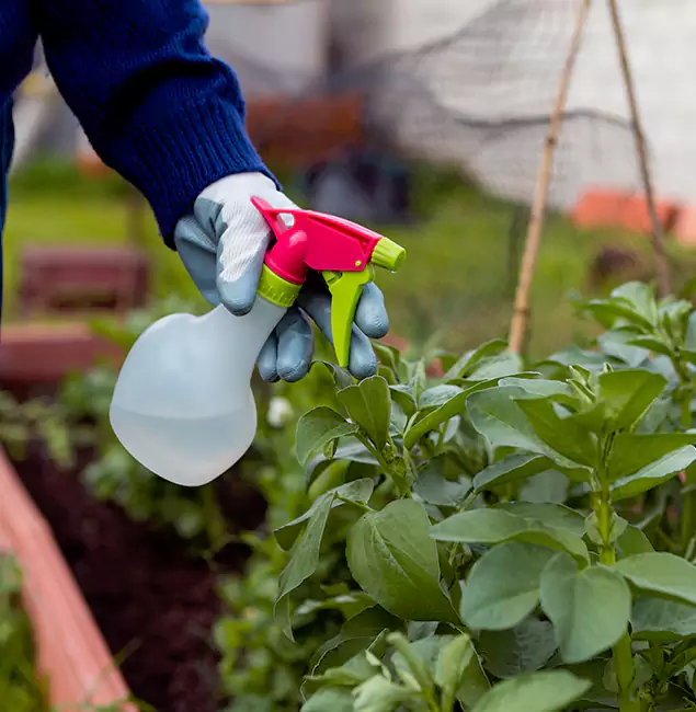 Why Hamburg Relies on Hamburg Pest Control Pro for Wasp Control Services?