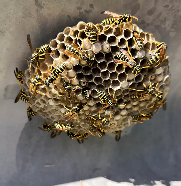 Why Hamburg Chooses Hamburg Pest Control Pro for Wasp Control Services?