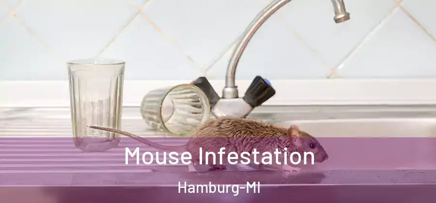 Mouse Infestation Hamburg-MI