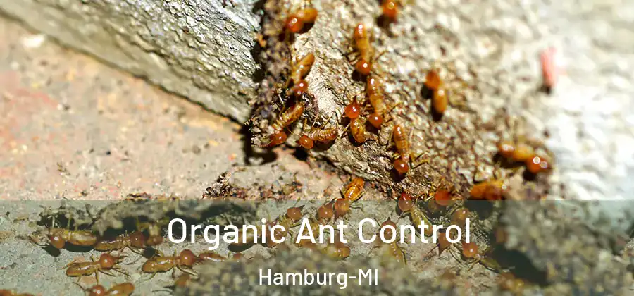 Organic Ant Control Hamburg-MI