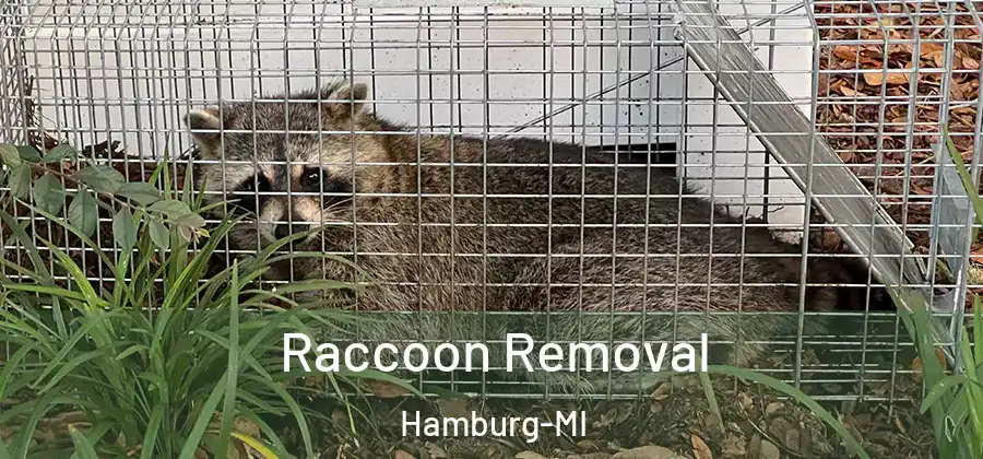 Raccoon Removal Hamburg-MI