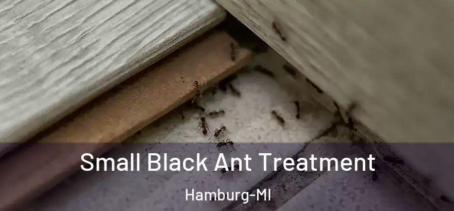 Small Black Ant Treatment Hamburg-MI